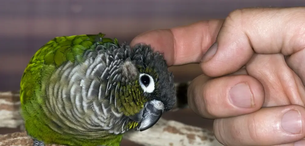 Lekkernij voor vogels