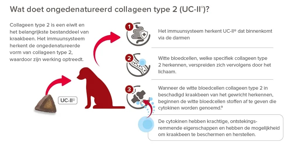 Flexifit collageen type 2 - UCII