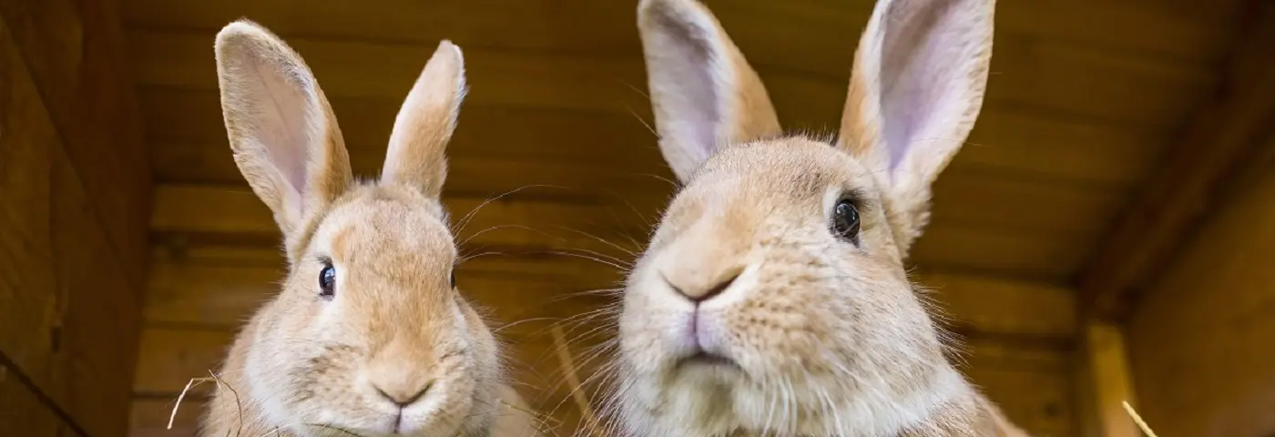 Konijn benodigdheden