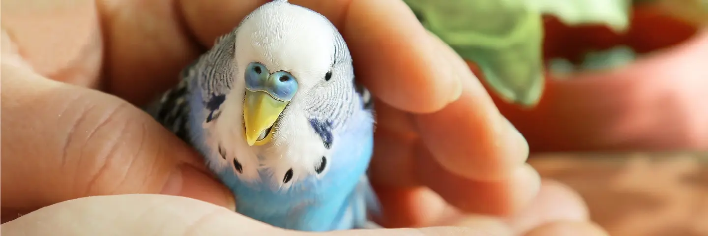 Beaphar verzorging vogel