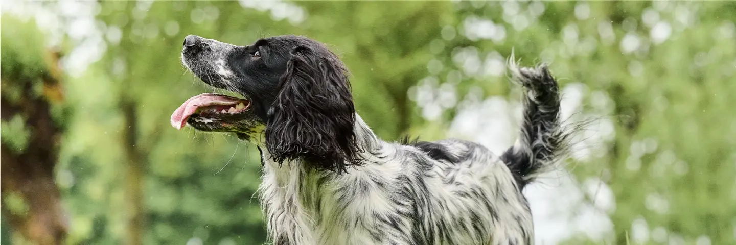 Wormen producten Beaphar