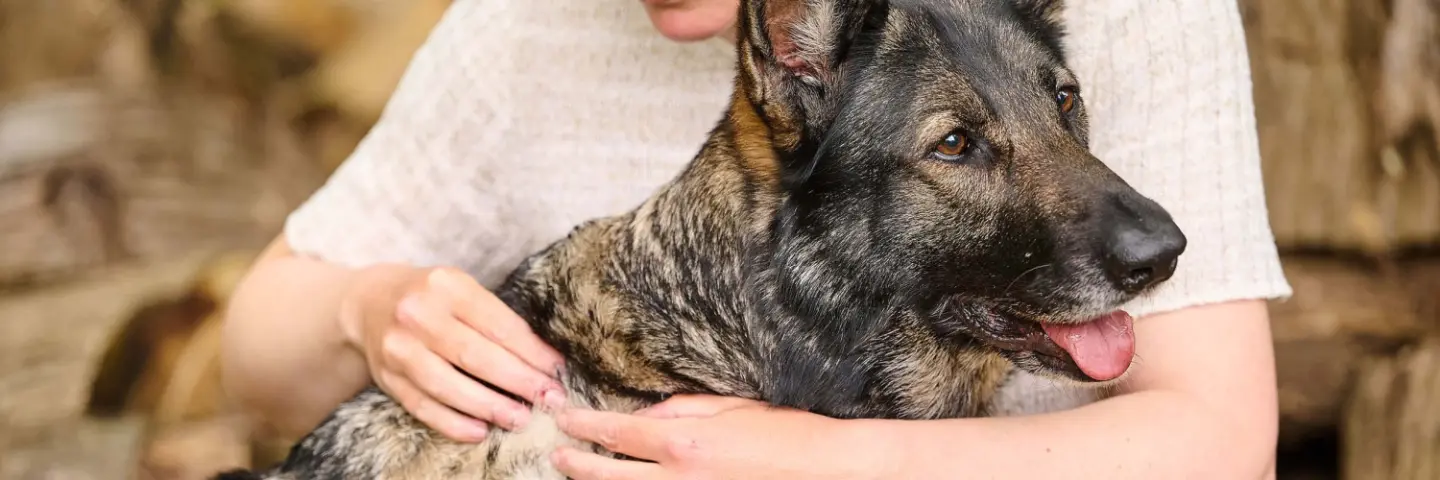 vlooienbeet herkennen bij hond en kat