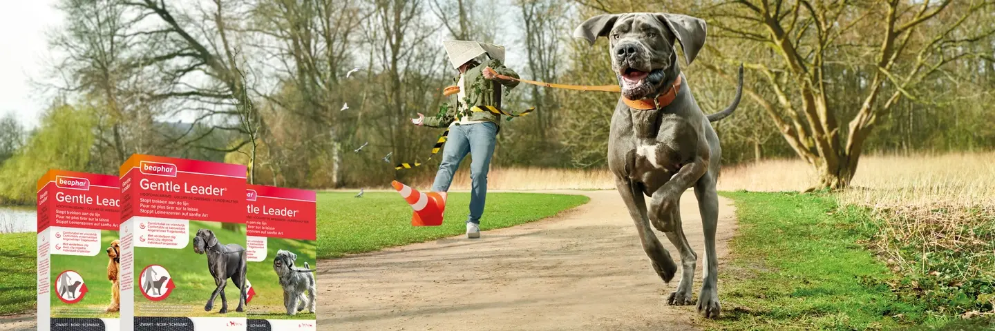 Gentle Leader stopt trekken aan de riem