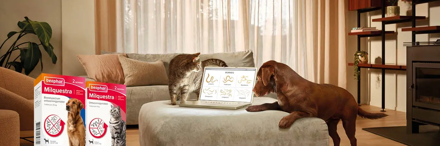beaphar milquestra breedst werkend ontwormmiddel hond kat