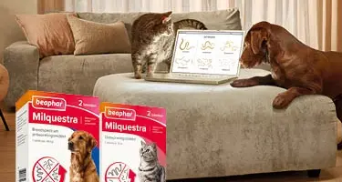 beaphar milquestra breedst werkend ontwormmiddel hond kat
