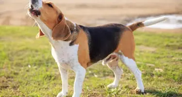 Hond blaft