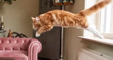 kat met artrose springt