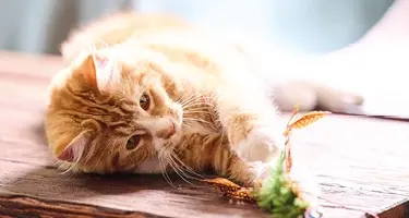 hoe zie ik of mijn kat wormen heeft