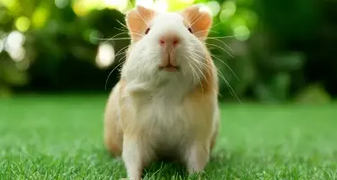 schurft cavia wat is het en wat moet je doen MOB