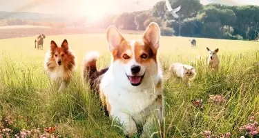Beaphar Canishield tegen teken, vlooien, zandvliegen bij honden