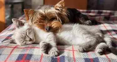 hond en kat