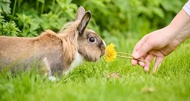konijn tuin paardenbloem