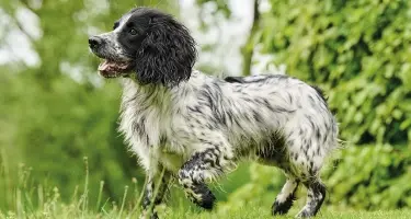 hond loopt mank