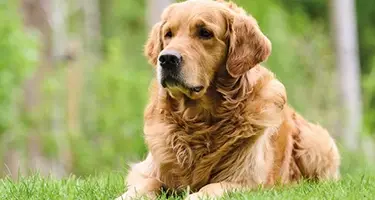 hoe zie ik of mijn hond wormen heeft