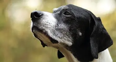 hond met hartworm mug