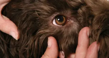 controle ontstoken oog hond