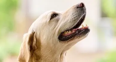 Gebitsproblemen bij hond en kat
