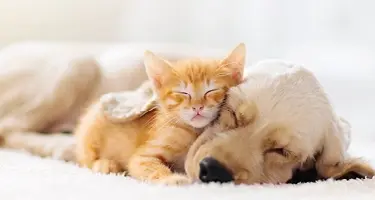 Spoelwormen komen vaak voor bij pups en kittens