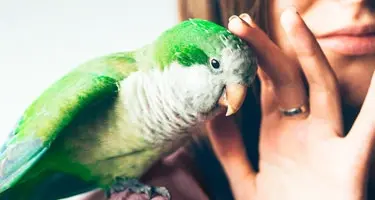 XtraVital vogelvoeding