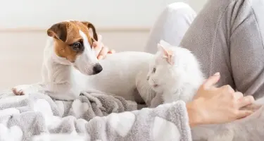 hond en kat