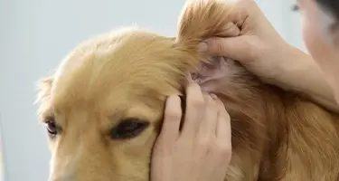 oorontsteking hond controleren