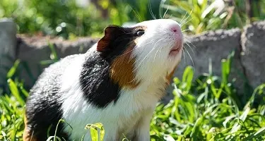cavia buiten