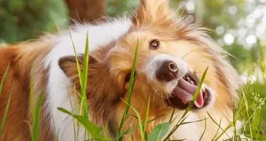 hond eet gras