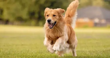 hond met artrose rent