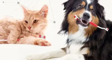 Tandenpoetsen bij hond en kat
