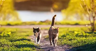 wormen kat door opname eitjes omgeving
