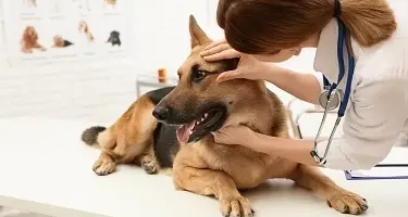 dierenarts onderzoekt hond ziekte van lyme