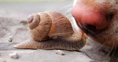 overdracht longworm bij hond en kat door slakken