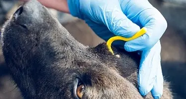 teek verwijderen hond