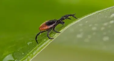 schapenteek op blad