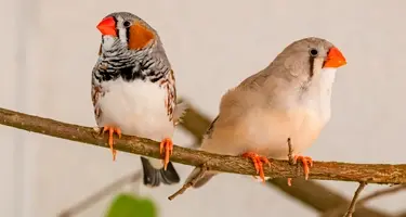 vogels last van luizen of mijten?