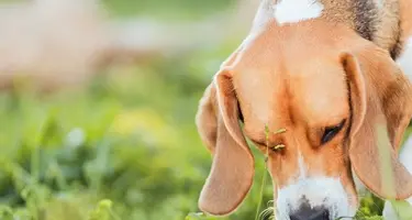 Wormen hond door contact besmette grond