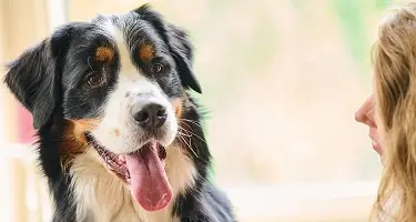 hond stinkt uit bek