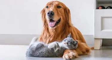 beaphar intestopro bij ontlastingsproblemen hond kat