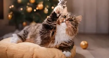 fijne feestdagen kat