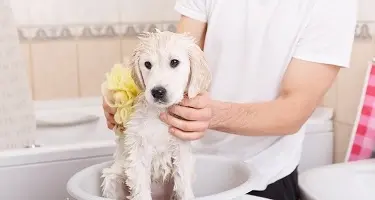 hond wassen