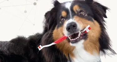 Gebitsverzorging bij hond en kat