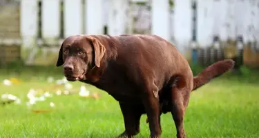 hond diarree