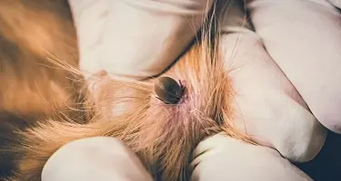 teek hond