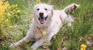 hond in tuin met hoog gras