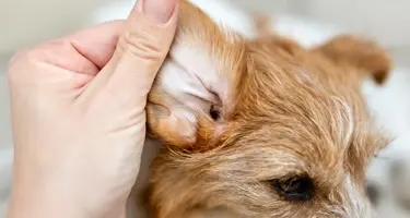 oormijt hond kat
