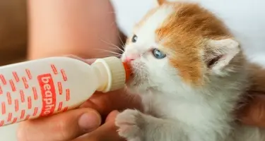 Mag een kitten puppymelk?