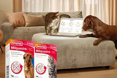 beaphar milquestra breedst werkend ontwormmiddel hond kat