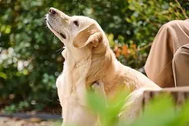Vlooien & teken producten Hond