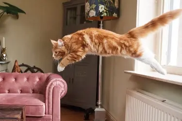kat met artrose springt