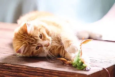 hoe zie ik of mijn kat wormen heeft